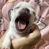 チワワ(スムース)【千葉県・男の子・2025年11月1日・クリームオンスポッテットホワイト】の写真5「大あくび」