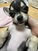 チワワ(スムース)【千葉県・男の子・2025年8月1日・ブラックタンホワイト】の写真5「抱っこして🐶」