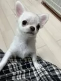 チワワ(ロング)【千葉県・男の子・2025年8月1日・クリームオンスポッテッドホワイト】の写真6「膝に🐾乗せて📷」