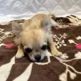 チワワ(ロング)【千葉県・男の子・2025年6月12日・フォーン】の写真7「伏せた感じ🐶」