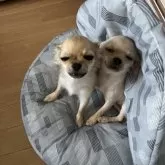 チワワ(スムース)【千葉県・男の子・2025年6月12日・クリームオンスポッテットホワイト】の写真7「右側ごうき。👀やる事一緒笑」