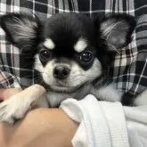 チワワ(ロング)【千葉県・女の子・2025年8月19日・ブラックタンホワイト】の写真8「抱っこして🌹」