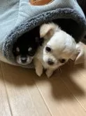チワワ(ロング)【千葉県・女の子・2024年11月19日・クリーム】の写真8「ゆかりと仲良し入っています🛌」