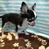 チワワ(ロング)【千葉県・男の子・2025年8月1日・ブラックタンホワイト】の写真9「舌👅チロ」