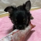 チワワ(ロング)【千葉県・女の子・2025年8月30日・ブラックタンホワイト】の写真9「オモチャ遊び🐻」