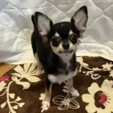 チワワ(ロング)【千葉県・女の子・2025年8月1日・ブラックタンホワイト】の写真9「正面🐾」