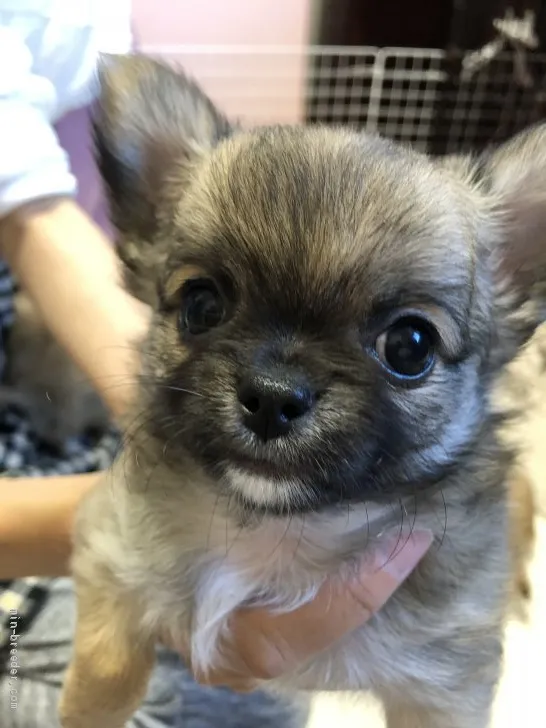 ID:2102-02554の子犬