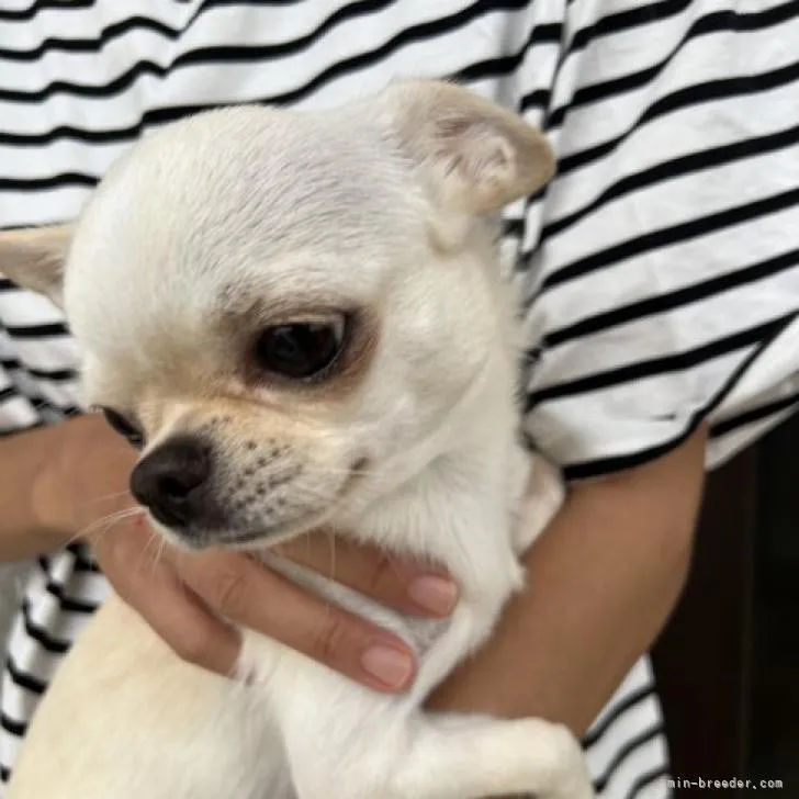 ID：2209-03867の子犬