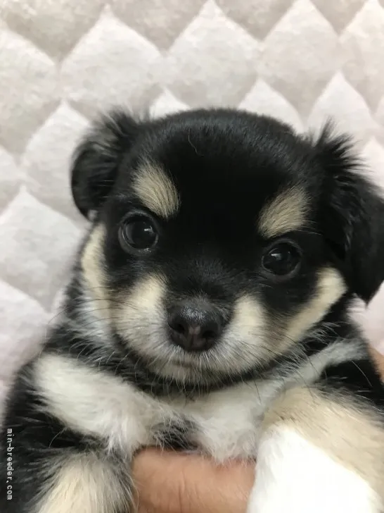 ID:2107-03848の子犬