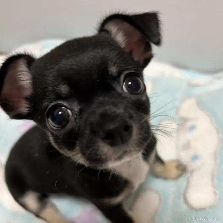 ID：2311-06691の子犬