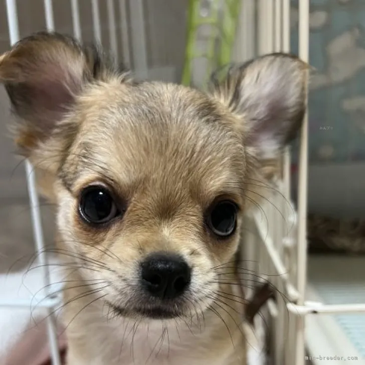 ID:2307-04961の子犬