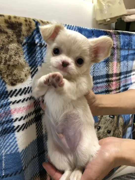 ID:2101-01363の子犬