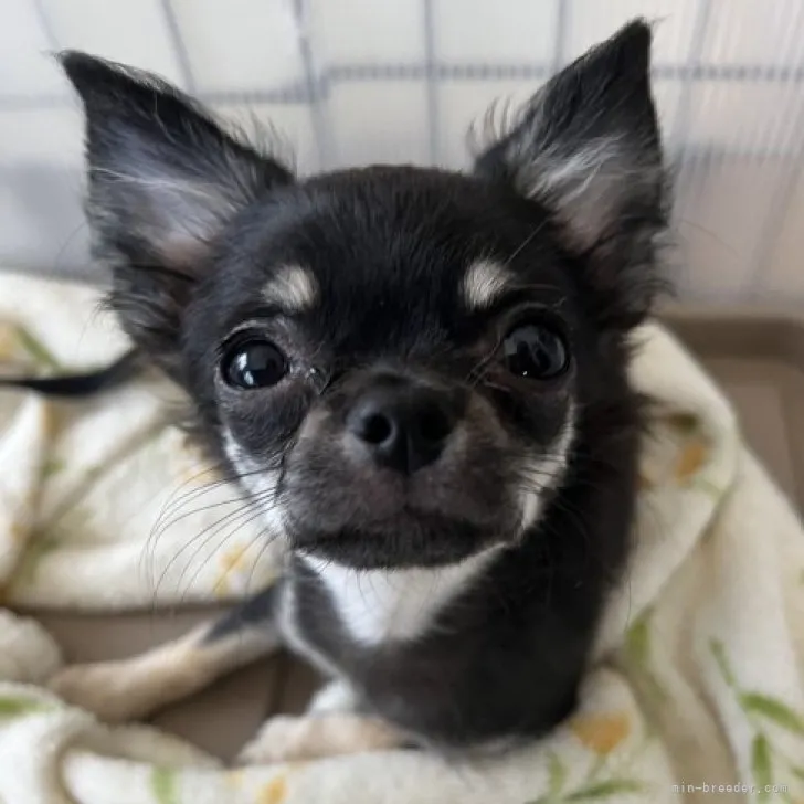 ID：2302-02356の子犬