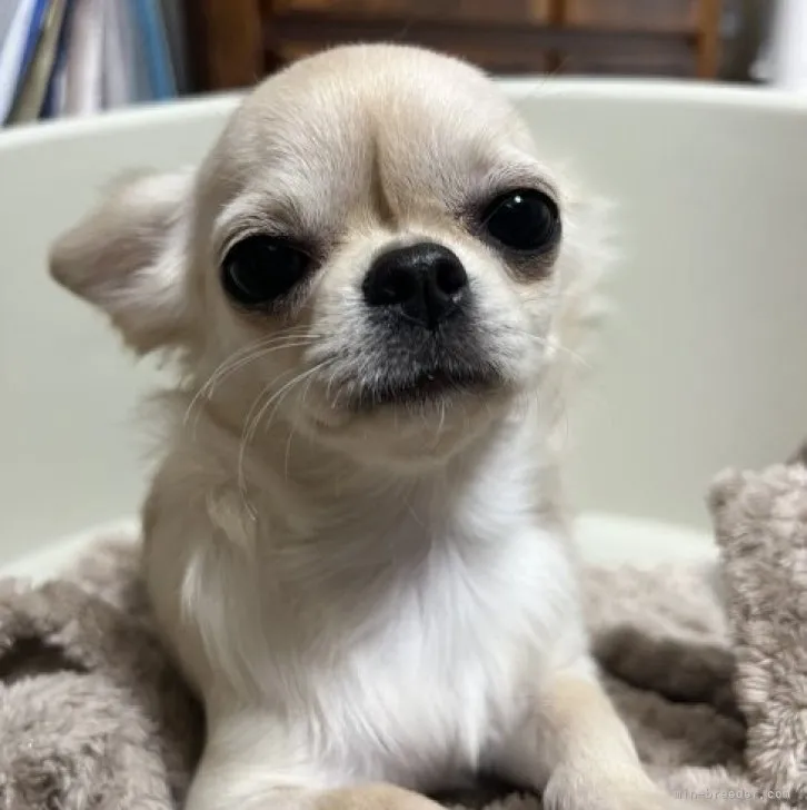 ID:2306-00273の子犬