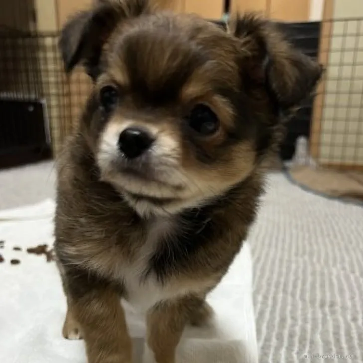 ID:2301-03034の子犬