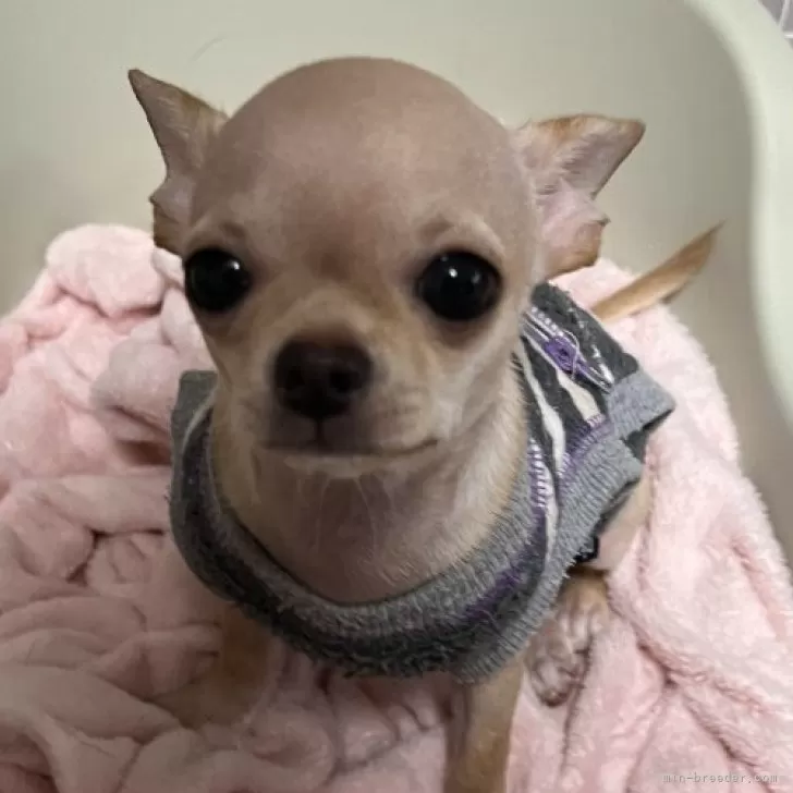 ID:2310-01083の子犬