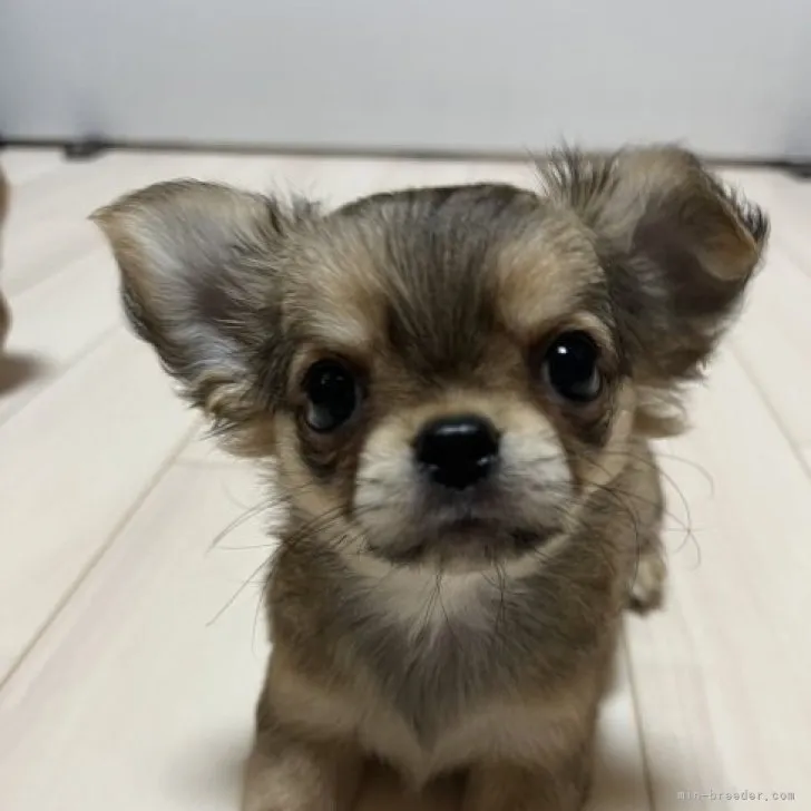 ID:2307-03012の子犬
