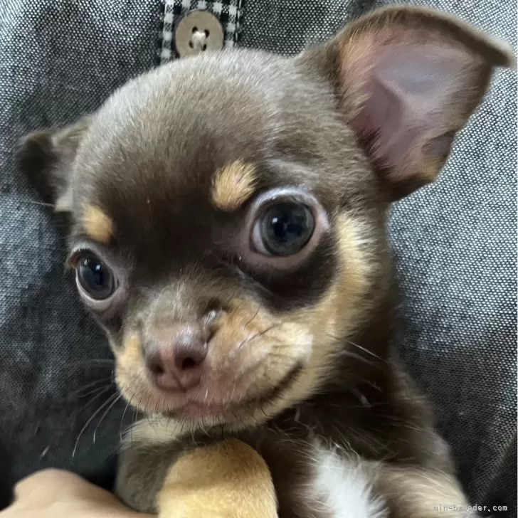 ID：2405-05006の子犬
