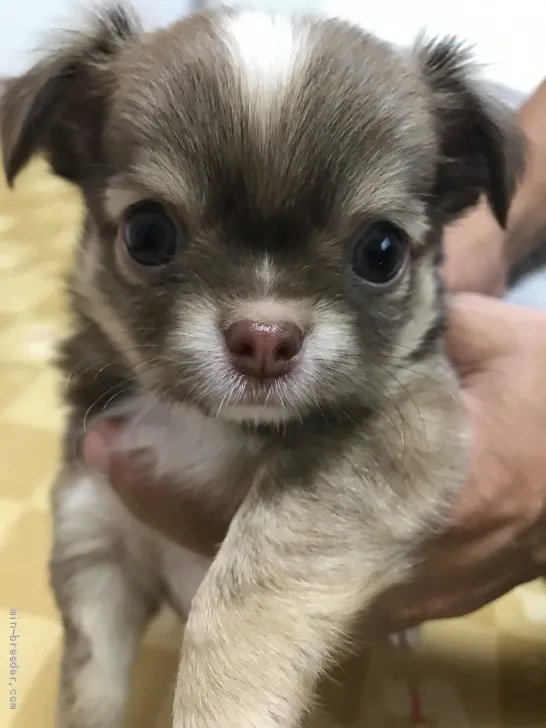ID:2107-03858の子犬