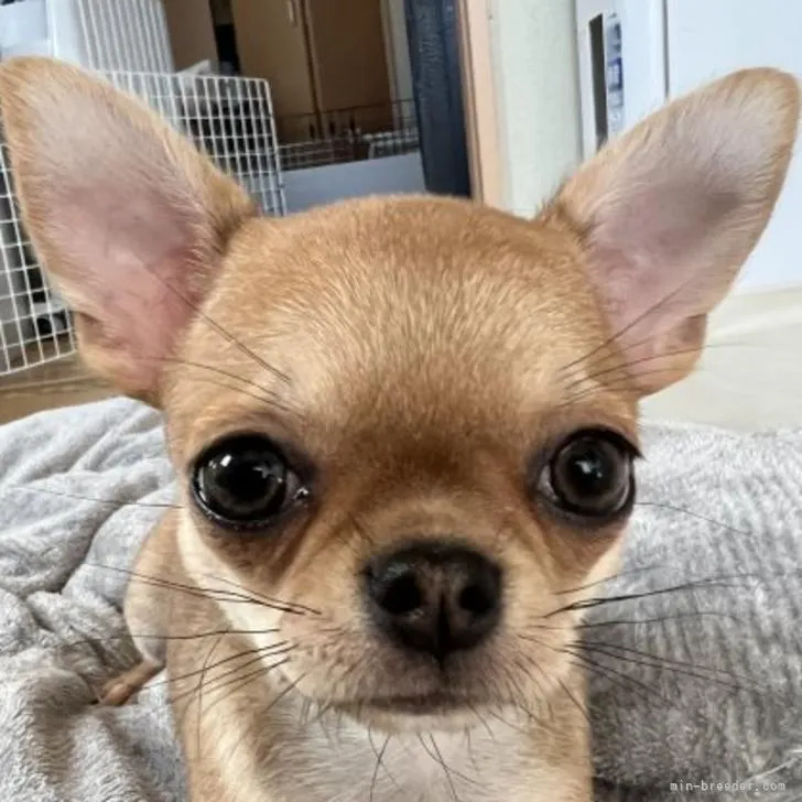 ID:2208-05373の子犬