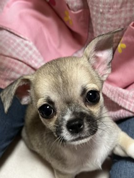 チワワ(スムース)【千葉県・男の子・2022年1月4日・フォーンセーブル】の写真「母親AMCH JKC CH 父親　JKC CH」