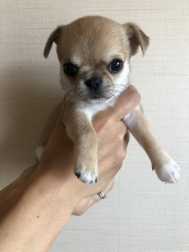 チワワ(スムース)【千葉県・男の子・2020年9月25日・フォーン】の写真「母親AM CH直子父親JKCCH」