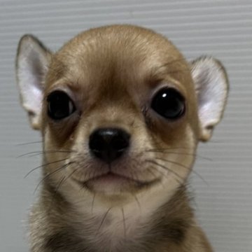 チワワ(スムース)【千葉県・男の子・2024年5月3日・レッド】の写真「女の子の様な可愛い顔の男の子」