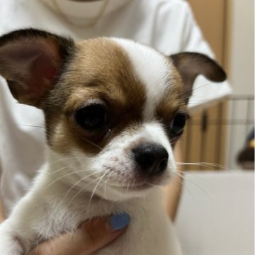 チワワ(スムース)【千葉県・女の子・2024年5月3日・パーティ】の写真「しっかりタイプのパーティカラーです。」