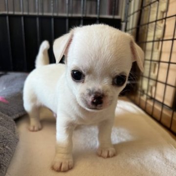 チワワ(スムース)【千葉県・男の子・2023年1月3日・クリームオンホワイト】の写真「母親JKCCH父親JKCCHの優良血統」