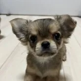 チワワ(ロング)【千葉県・女の子・2023年6月24日・レッド】の写真1「生後６６日。可愛く成長中🐶　８５２g」