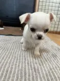 チワワ(スムース)【千葉県・男の子・2023年1月3日・クリームオンホワイト】の写真5「テクテク🐾」