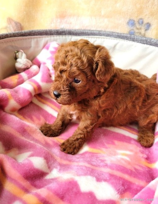 城井恵子ブリーダーのブログ：子犬生まれました