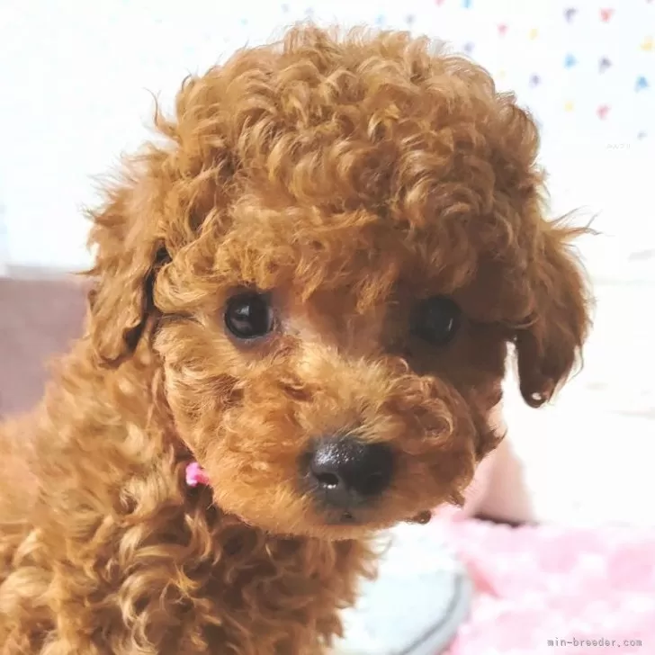 Kuny 様のお迎えした子犬