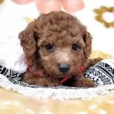 タイニープードル