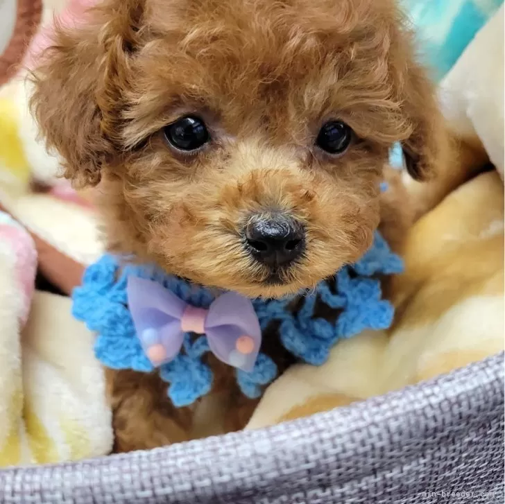 ID:2312-06110の子犬