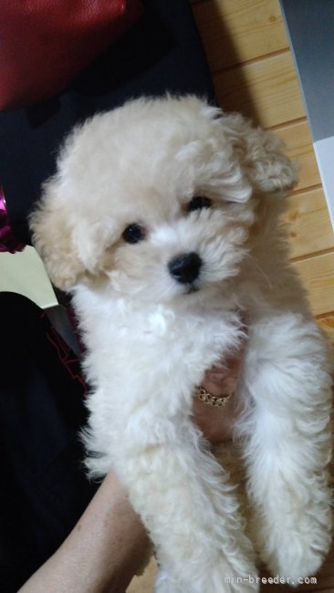 野々　学(のの　まなぶ)ブリーダー(滋賀県・スタンダードプードルなど・JKC登録)の紹介写真3