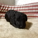 ベドリントンテリア【滋賀県・男の子・2025年10月9日・ブルー】の写真1