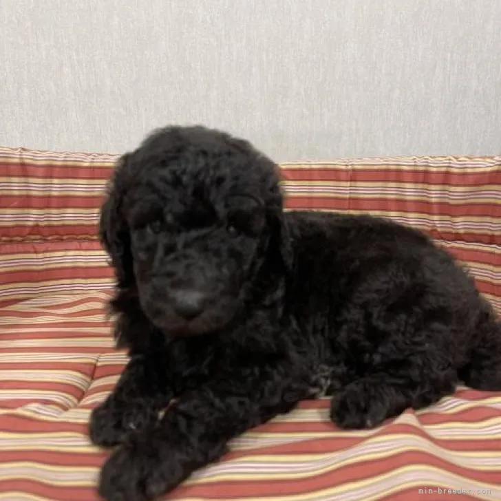 ID：2209-04940の子犬