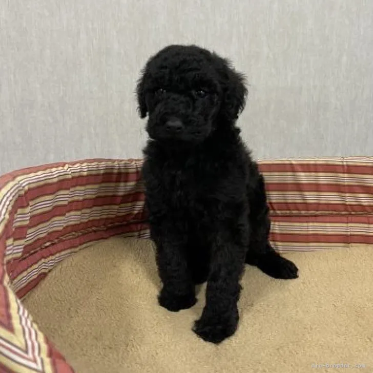 ID：2304-01047の子犬