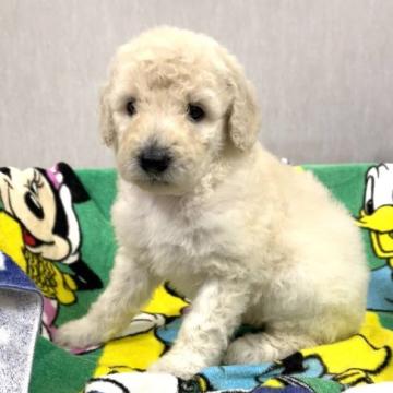 スタンダードプードル【滋賀県・男の子・2022年8月27日・ホワイト】の写真「ガッチリとした体型　骨格もしっかりしています。」