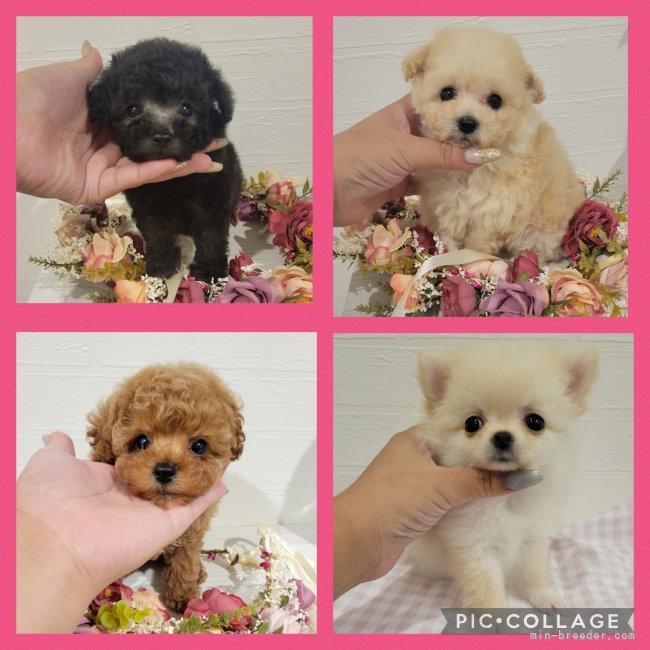 自慢の子犬たち💓｜植　将仁(うえ　まさと)ブリーダー(和歌山県・フレンチブルドッグなど・JKC登録)の紹介写真1