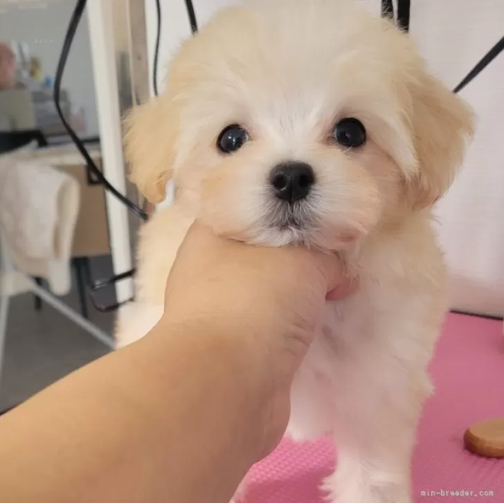 ID：2511-00757の子犬