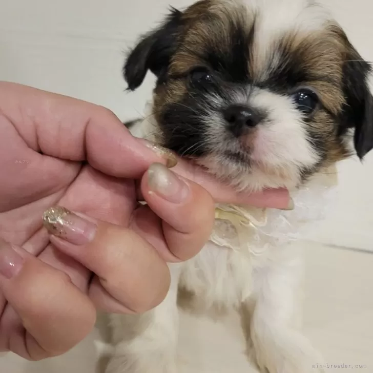 Y.M 様のお迎えした子犬