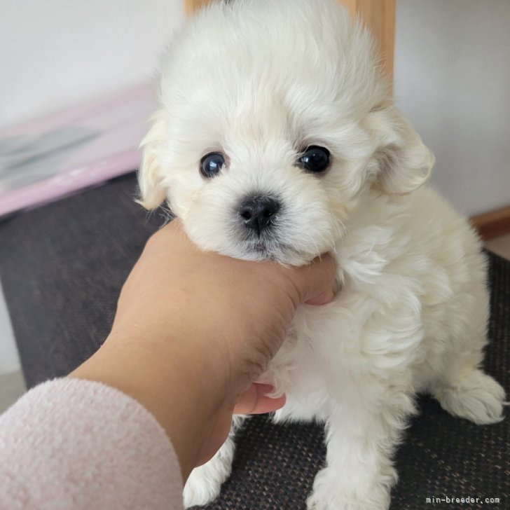 ブリーダー画像