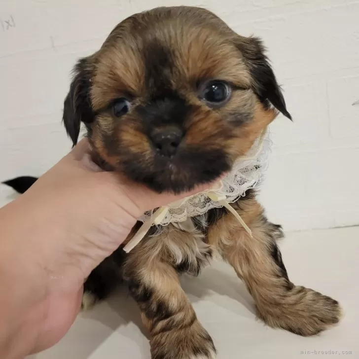 ID：2411-07943の子犬