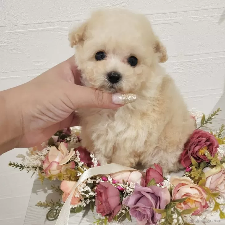 くろここ 様のお迎えした子犬