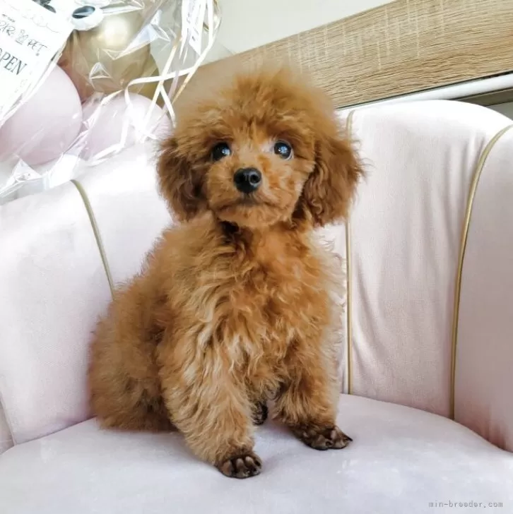 ID:2507-07709の子犬