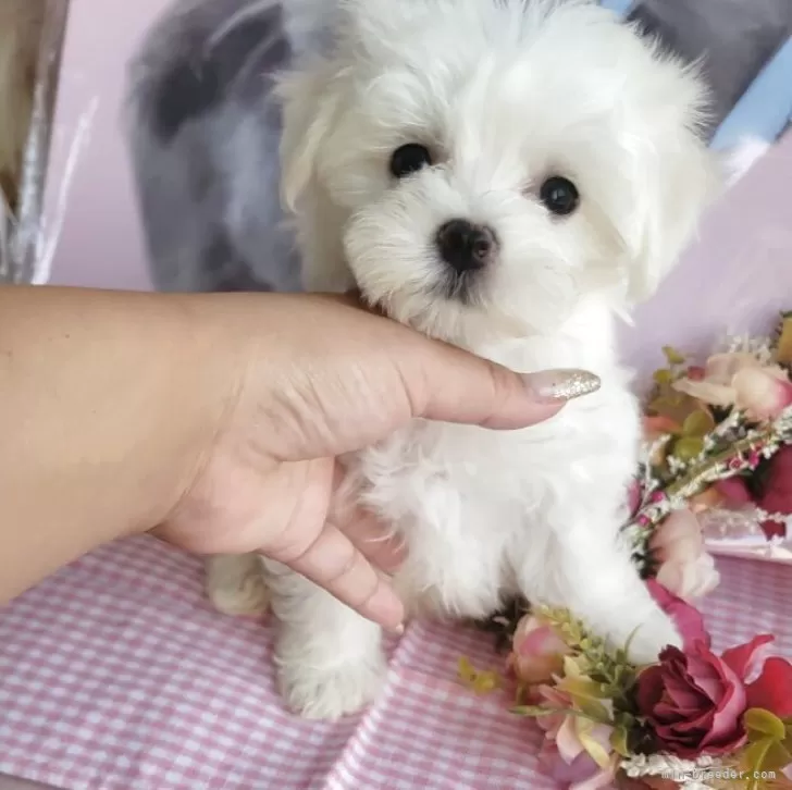 nami 様のお迎えした子犬