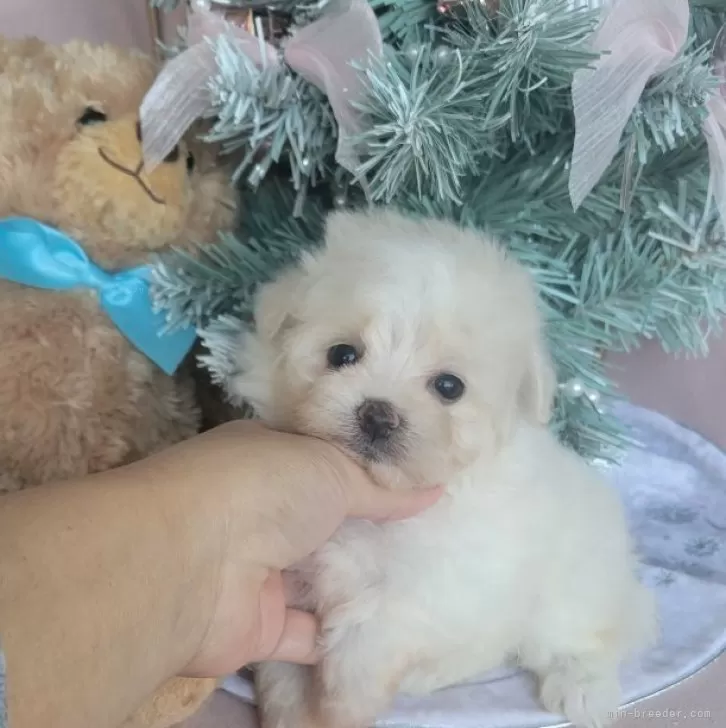 ポメマル(マルチーズ×ポメラニアン)【和歌山県・女の子・2025年10月2日・クリーム】の写真1「餌で少し汚れてますが小さいときはこんなかんじです❗」