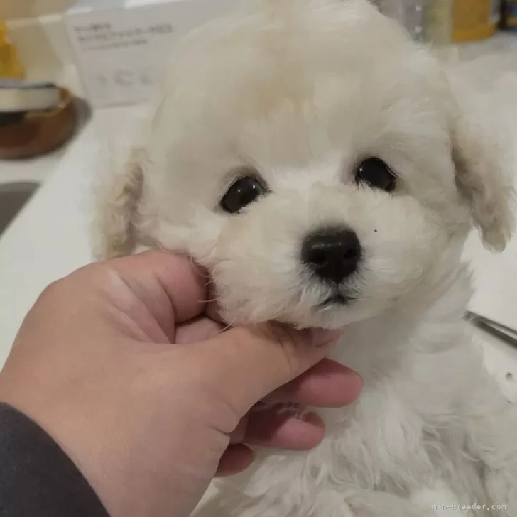 ID:2501-01976の子犬